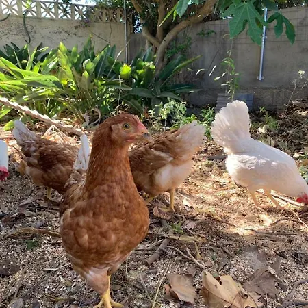 Ferienwohnung Finca Monica Отель Ла-Матанса-де-Асентехо