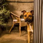 ホテル Ferienwohnung Finca Monica La Matanza de Acentejo
