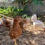 Ferienwohnung Finca Monica ホテル La Matanza de Acentejo