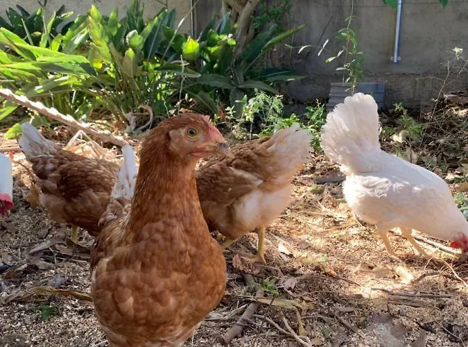 Ferienwohnung Finca Monica Hotel La Matanza De Acentejo